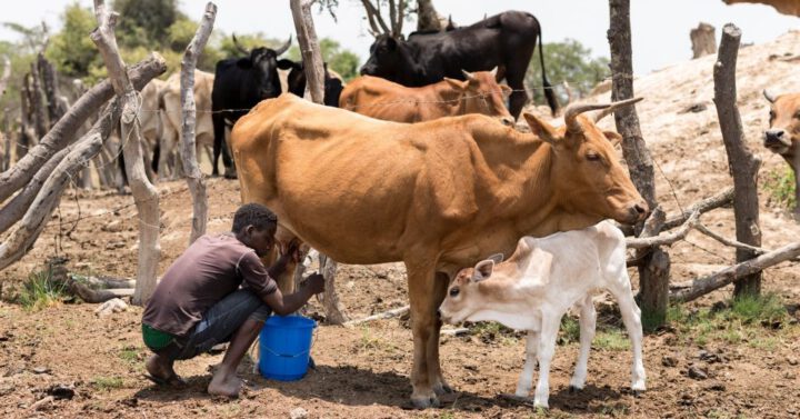 Nutzviehhaltung in Sambia.©GEMEINSAM MIT AFRIKA