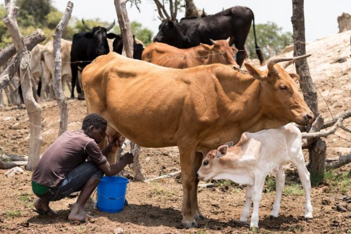 Nutzviehhaltung in Sambia.©GEMEINSAM MIT AFRIKA