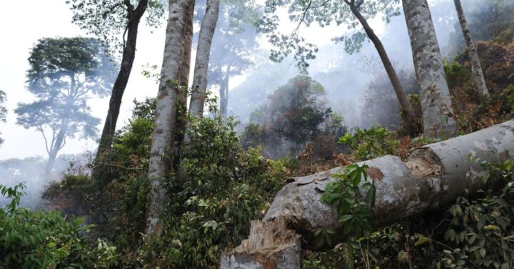 Wald in Sierra Leone._©Welthungerhilfe