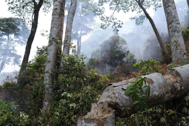 Wald in Sierra Leone._©Welthungerhilfe