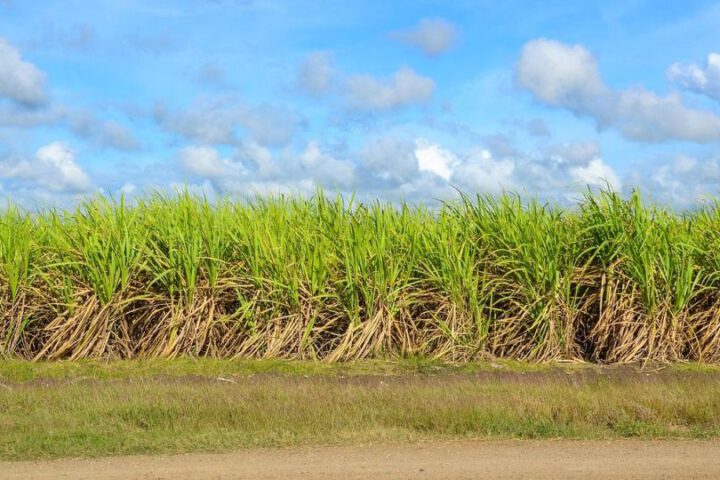 Zuckerrohr, Landwirtschaft