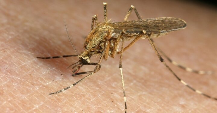 Moskitonetzes ist ein wirksamer Schutz gegen Malaria._@action medeor