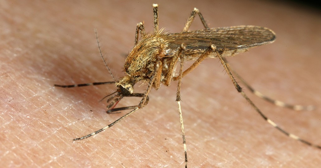 Moskitonetzes ist ein wirksamer Schutz gegen Malaria._@action medeor