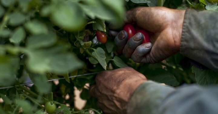 Tomatenpflücker_© Laura Elizabeth Pohl