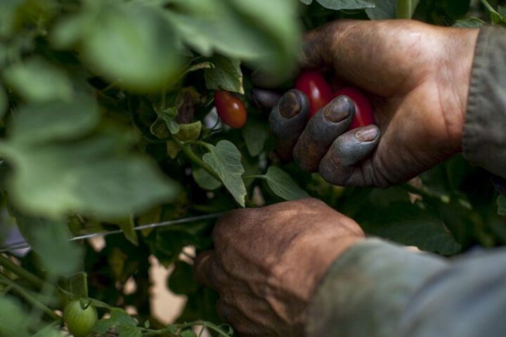 Tomatenpflücker_© Laura Elizabeth Pohl