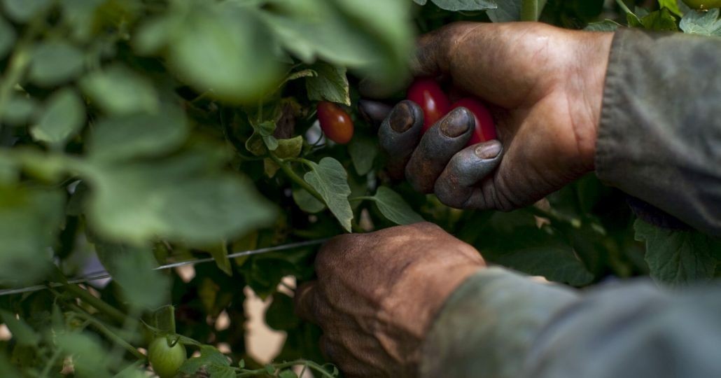 Tomatenpflücker_© Laura Elizabeth Pohl