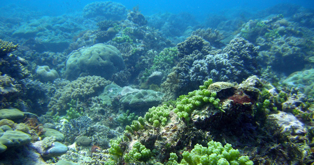 Korallenriff