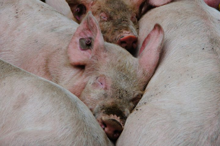 Symbolbild: afrikanische Schweinepest