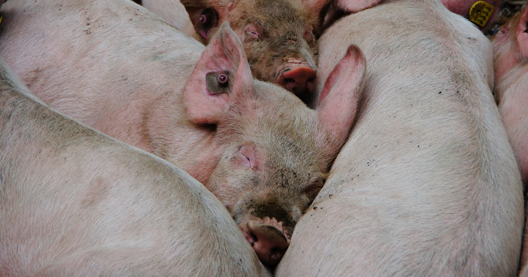 Symbolbild: afrikanische Schweinepest