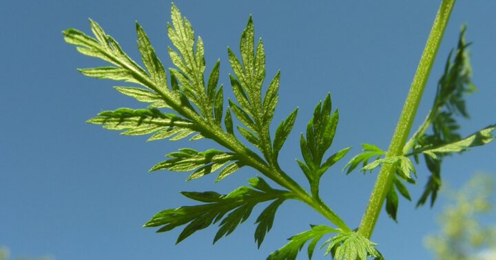 Artemisia annua