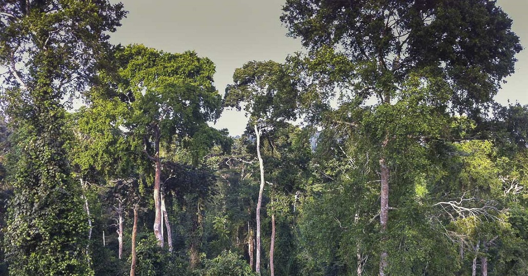 Ghana Regenwald