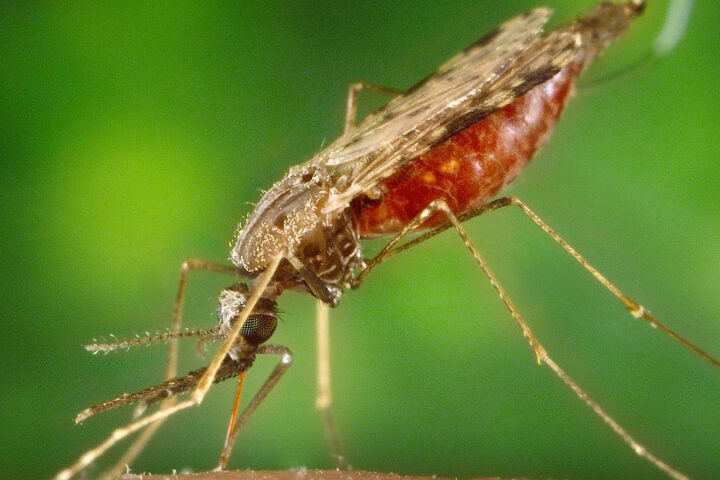 Malariamücke
