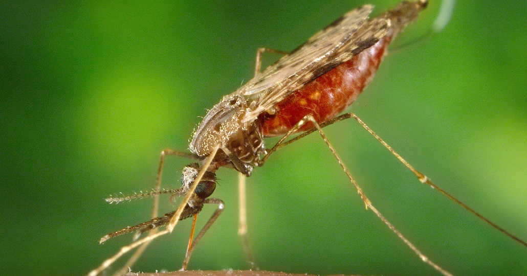 Malariamücke