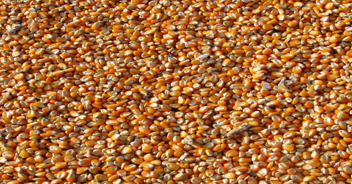 Getrockneter Mais - Preise in Mali steigen_©Pixabay