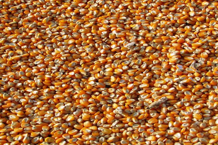 Getrockneter Mais - Preise in Mali steigen_©Pixabay