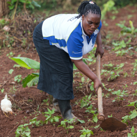 Uganda_Frau arbeitet auf dem Feld_©GEMEINSAM MIT AFRIKA / Trappe