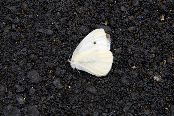 Toter Schmetterling auf Ascheboden