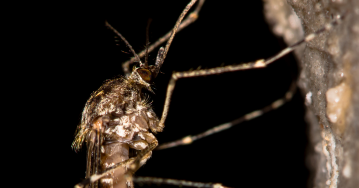 Malaria-Mücke