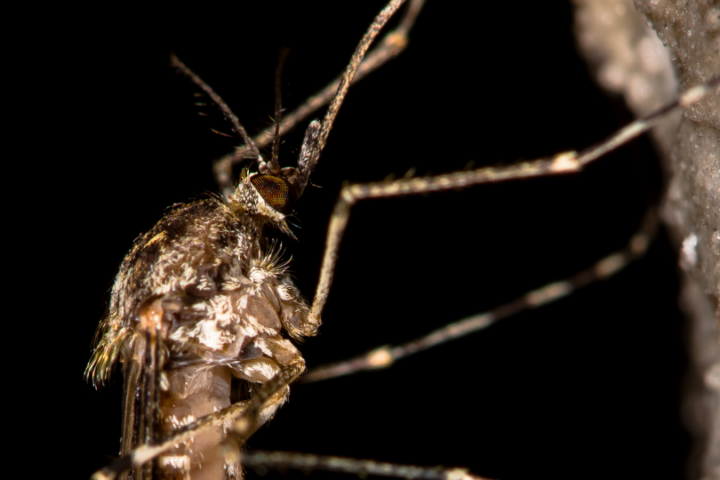Malaria-Mücke