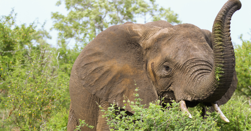 Dickhäuter mit viel Rüsselspitzengefühl 
