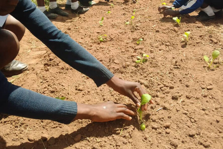 GLOBAL CARE in Simbabwe: Ernährungssicherheit und wirtschaftliche Stabilität